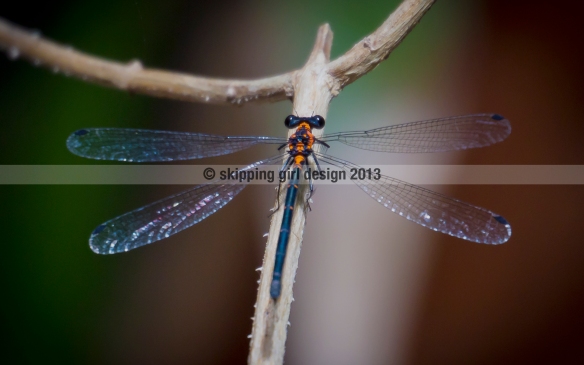 SUE_5554_orange dragonfly