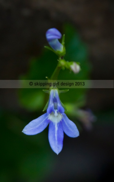 SUE_5601_blue flower